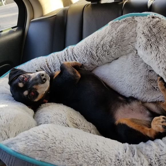 Meet your Posher, Nan - Picture 1 of 1